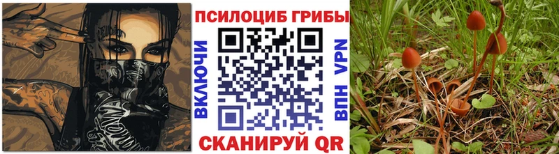 Псилоцибиновые грибы Psilocybe  Славск 